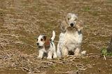 PTIT BASSET GRIFFON V.  036